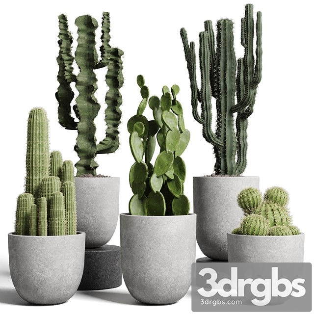 Cactus pot collection indoor plant 62 concrete vase - thumbnail 1