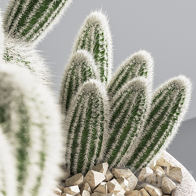 Cactus_01 3ds Max - thumbnail 2