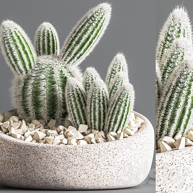 Cactus_01 3ds Max - thumbnail 3