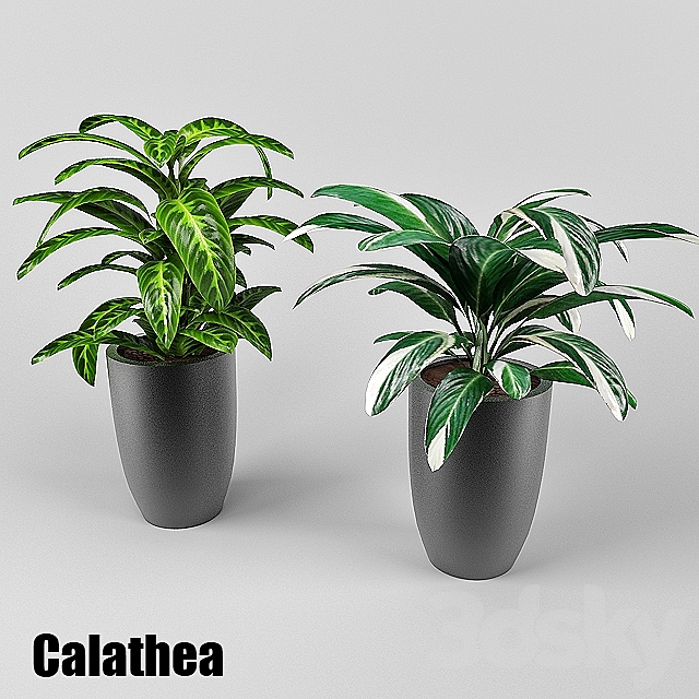 calathea 3ds Max - thumbnail 1