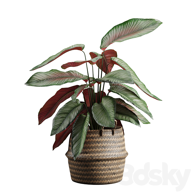 Calathea Ornata in Basket 3ds Max - thumbnail 1