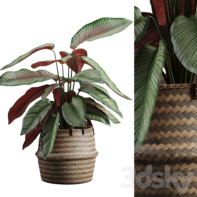 Calathea Ornata in Basket 3ds Max - thumbnail 2