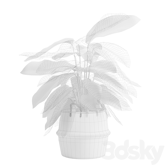 Calathea Ornata in Basket 3ds Max - thumbnail 3