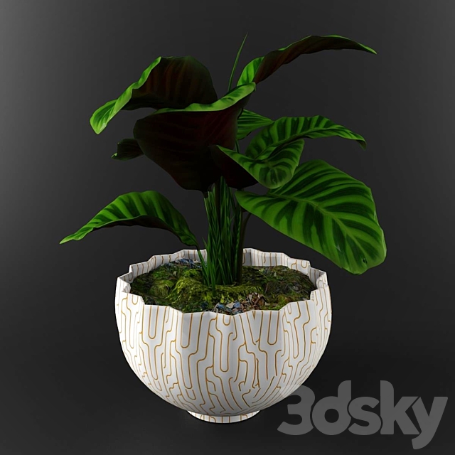 Calathea zebrina 3DS Max Model - thumbnail 2