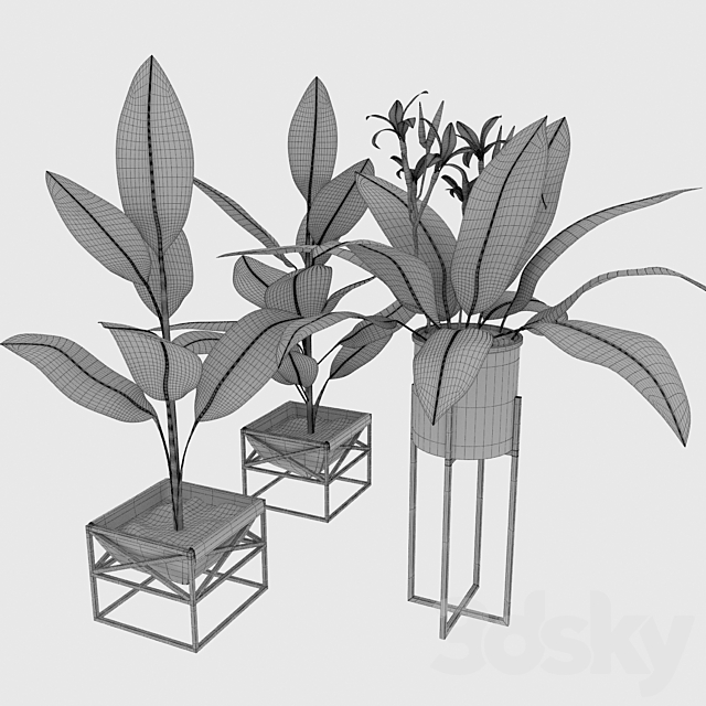 Canna plant set 2 3DS Max Model - thumbnail 3