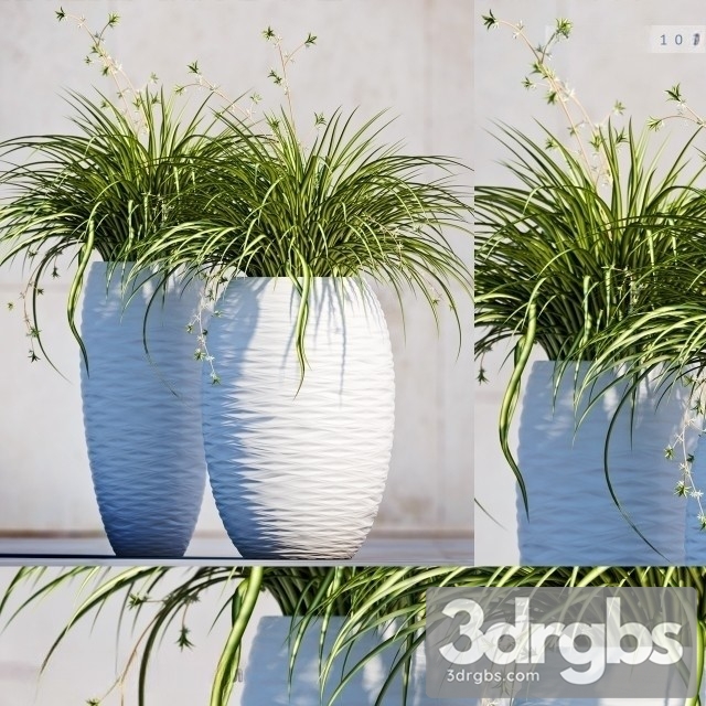 Carex Morrowii 3dsmax Download - thumbnail 1