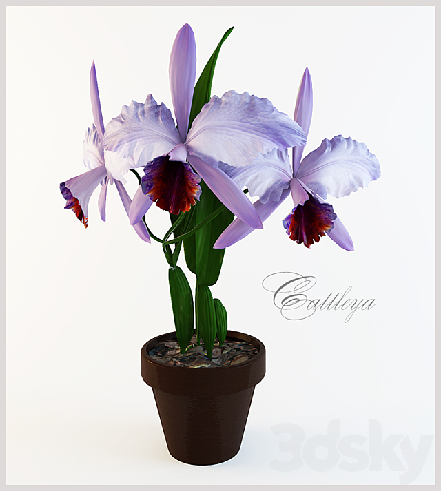 cattleya 3ds Max - thumbnail 1