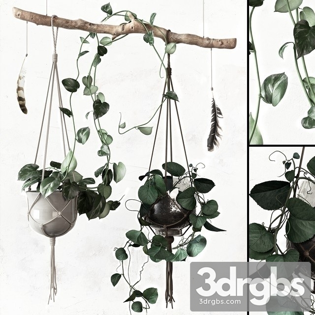 Ceropegia Woodii Hanging Pot 3dsmax Download - thumbnail 1