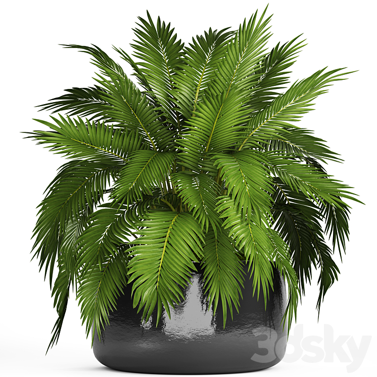 Chamaedorea cataractarum Hamedorea bush palm tree outdoor pot flowerpot leaves cycas 3DS Max - thumbnail 1