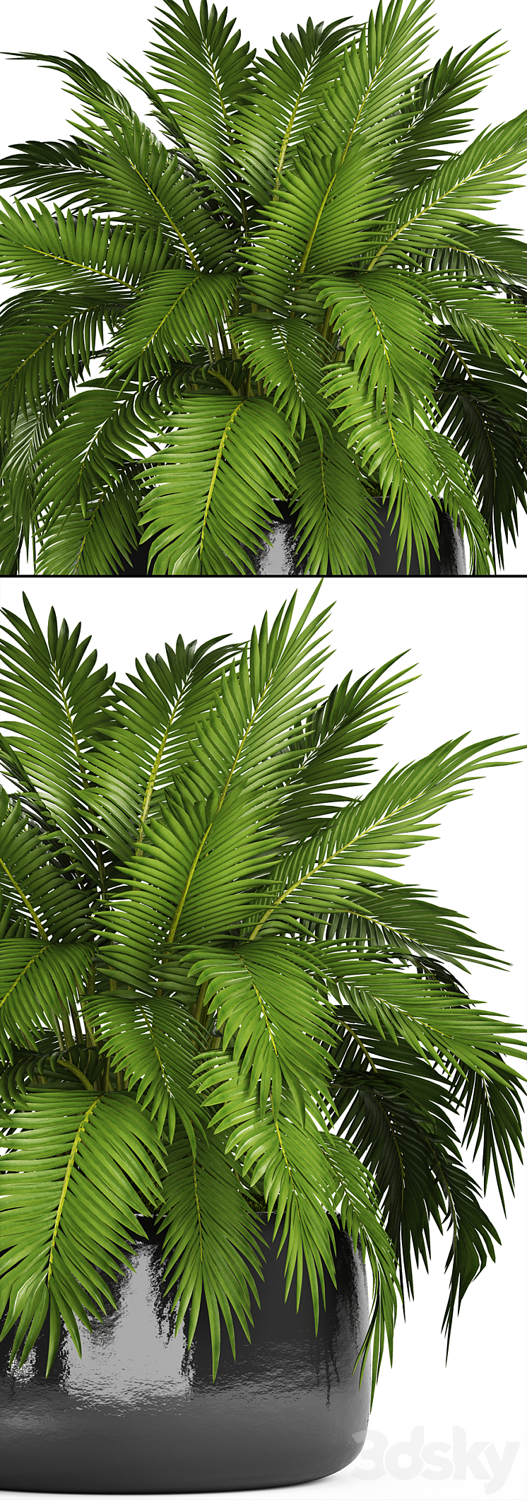 Chamaedorea cataractarum Hamedorea bush palm tree outdoor pot flowerpot leaves cycas 3DS Max - thumbnail 2