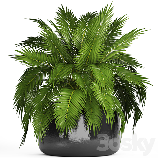 Chamaedorea cataractarum Hamedorea bush palm tree outdoor pot flowerpot leaves cycas 3DS Max Model - thumbnail 1