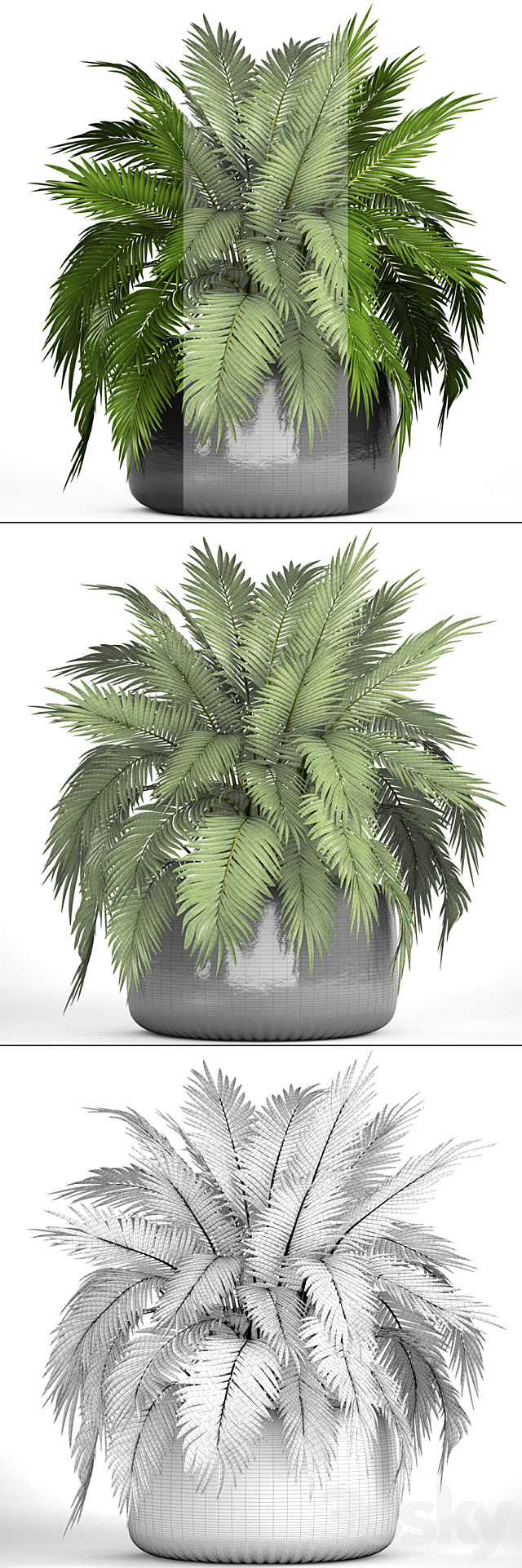 Chamaedorea cataractarum Hamedorea bush palm tree outdoor pot flowerpot leaves cycas 3DS Max Model - thumbnail 3