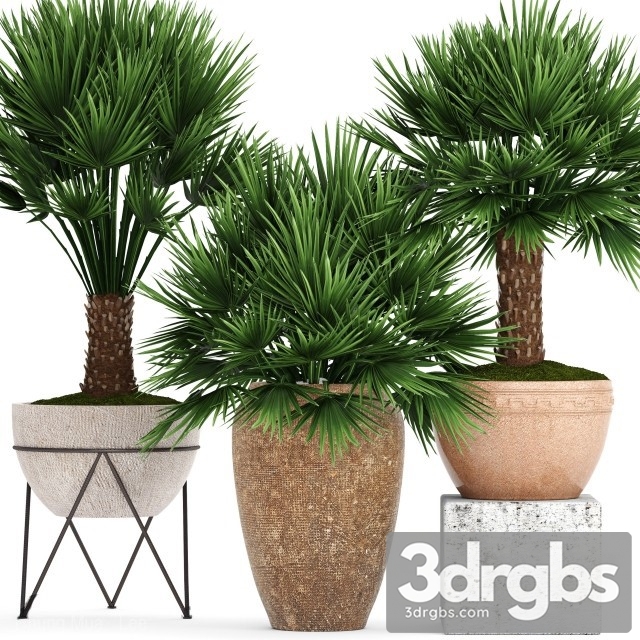 Chamaerops In Pots 3dsmax Download - thumbnail 1