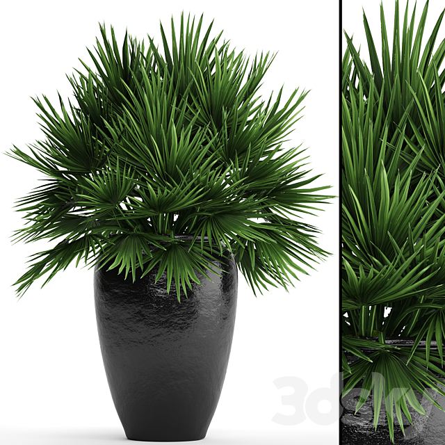 Chamaerops palm. Chamaerops. palm tree. bush. pot. flowerpot. outdoor. decorative. interior 3DSMax File - thumbnail 1