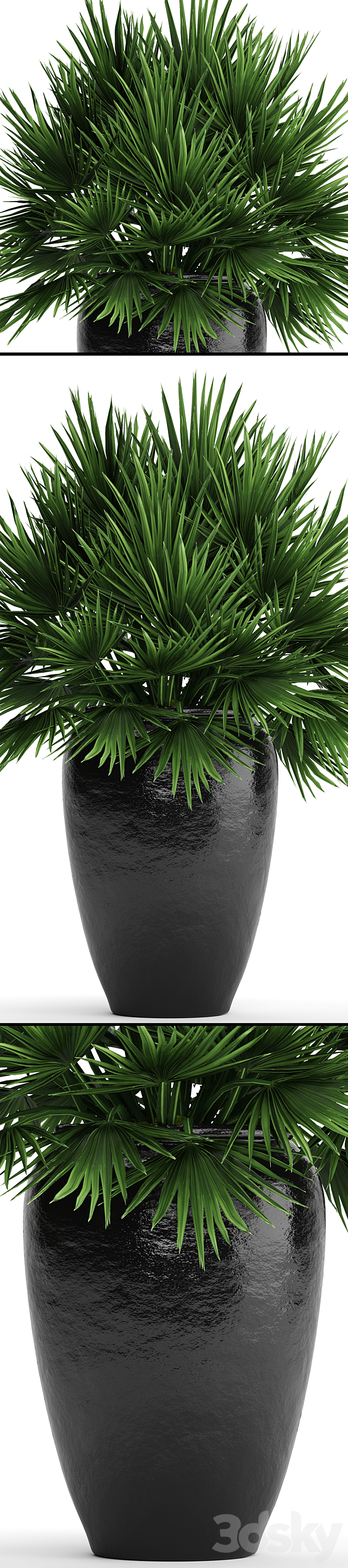 Chamaerops palm. Chamaerops. palm tree. bush. pot. flowerpot. outdoor. decorative. interior 3DSMax File - thumbnail 2