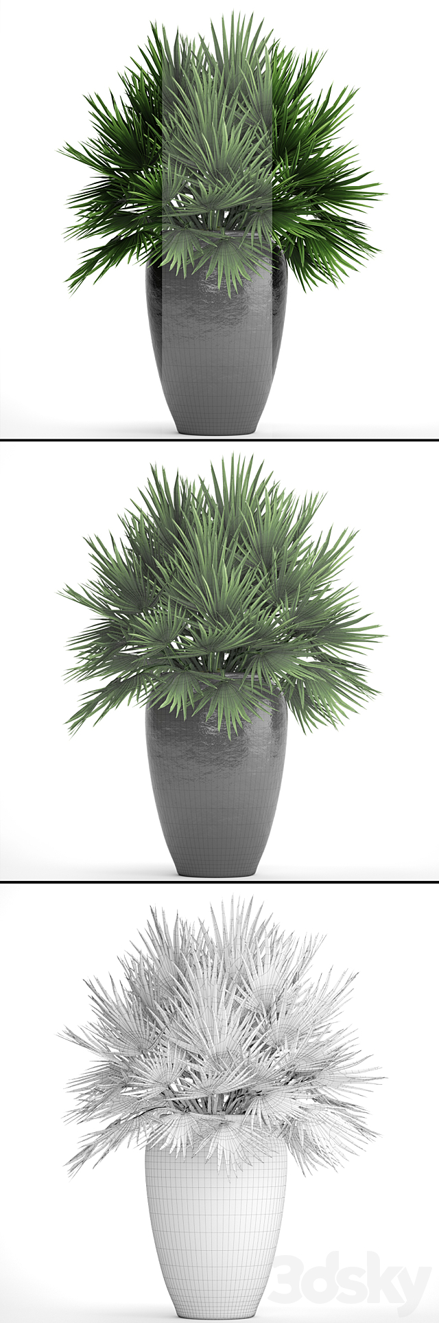 Chamaerops palm. Chamaerops. palm tree. bush. pot. flowerpot. outdoor. decorative. interior 3DSMax File - thumbnail 3