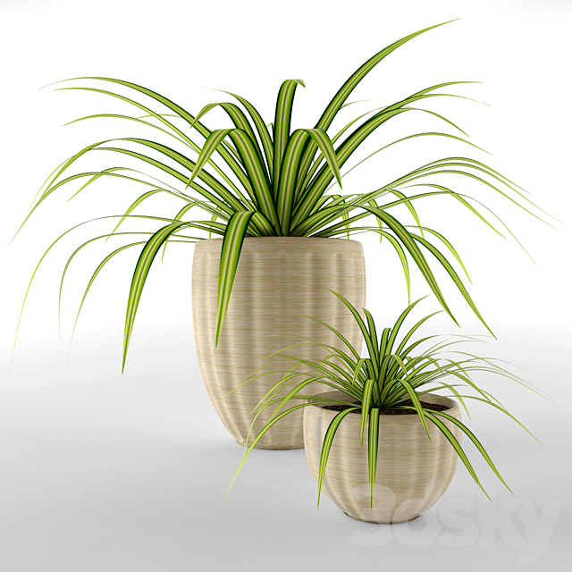 Chlorophitum in pots 3DSMax File - thumbnail 1