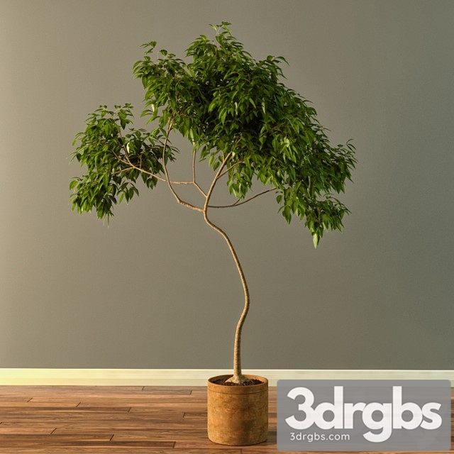 Claypot Tree 3dsmax Download - thumbnail 1