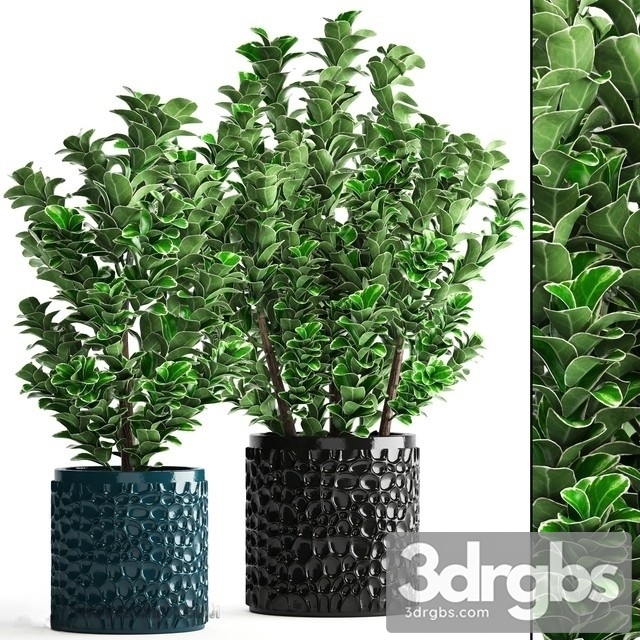 Cleyera Japonica 3dsmax Download - thumbnail 1