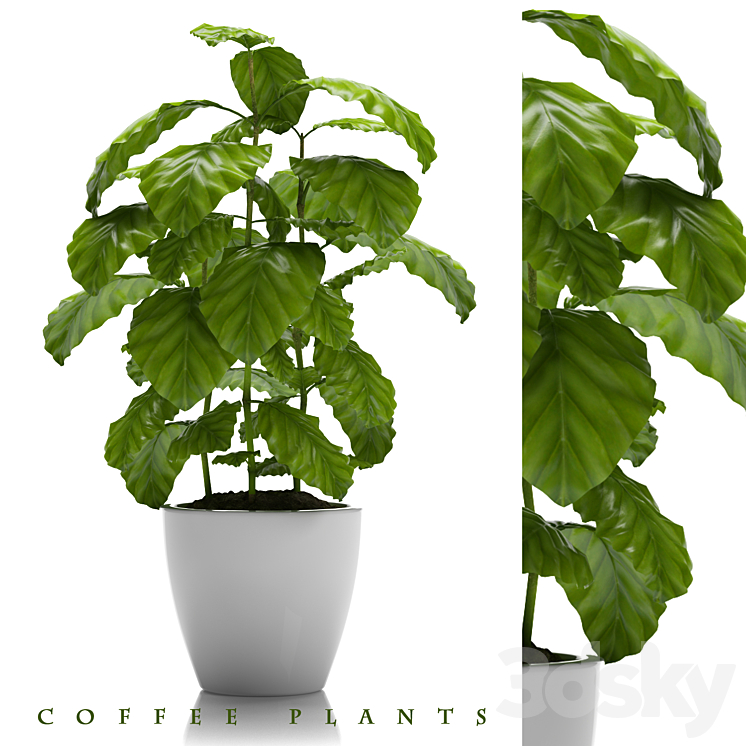 COFFEE PLANTS 24 3DS Max - thumbnail 1