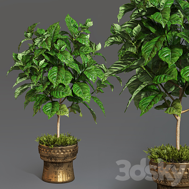 Coffee tree 3DSMax File - thumbnail 1