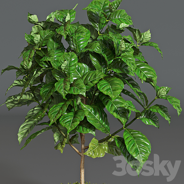 Coffee tree 3DSMax File - thumbnail 2