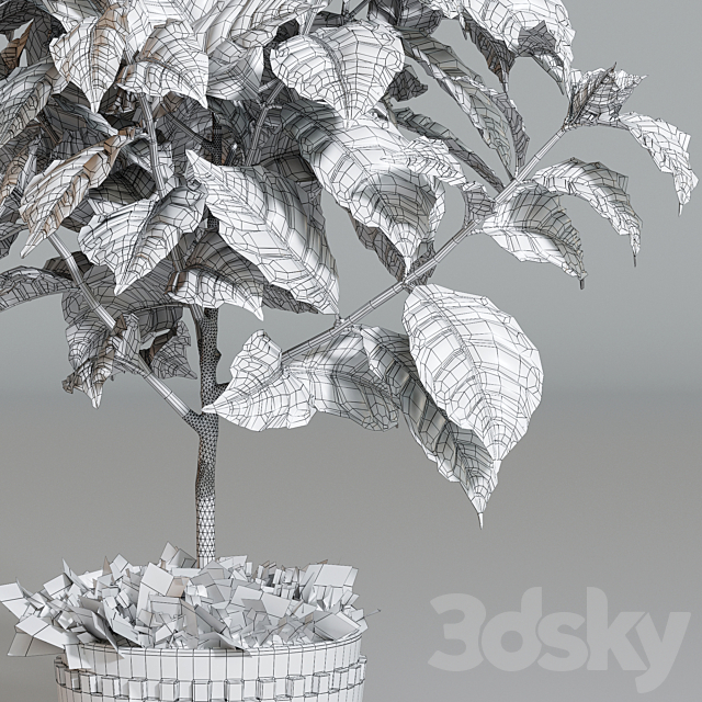 Coffee tree 3DSMax File - thumbnail 3