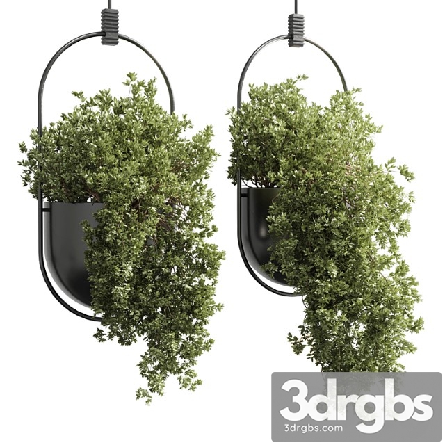 Collection Indoor Outdoor Indoor Plants Hanging Pot 15 Metal Bax Vase Corona 3dsmax Download - thumbnail 1