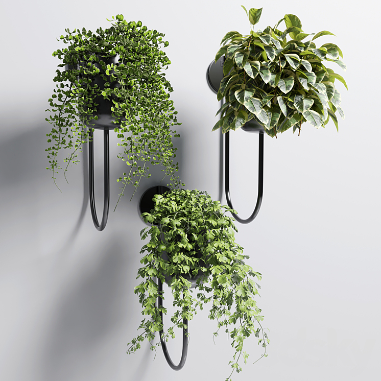 collection Indoor plant 101 vase metal stand wall plant 3DS Max - thumbnail 1