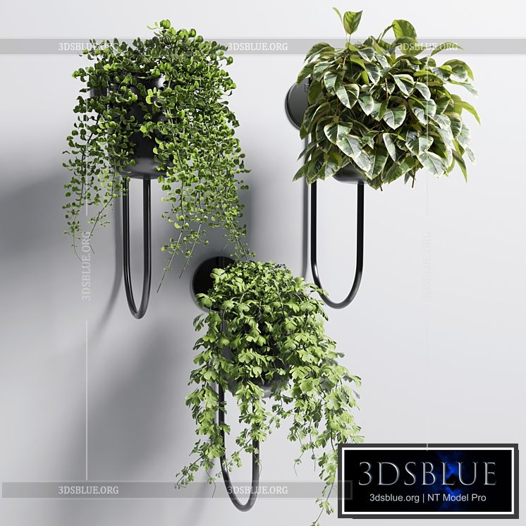 collection Indoor plant 101 vase metal stand wall plant 3DS Max - thumbnail 3