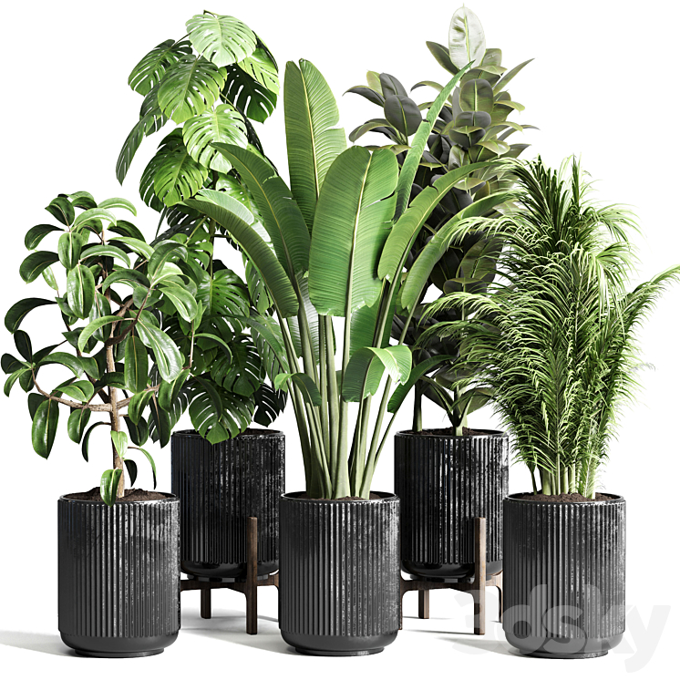 Collection indoor plant 110 pot plant ravenala ficus rubbery monstera palm concrete dirt vase 3DS Max Model - thumbnail 1