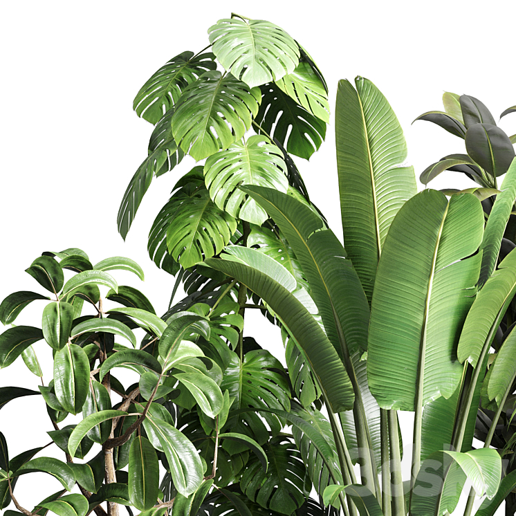 Collection indoor plant 110 pot plant ravenala ficus rubbery monstera palm concrete dirt vase 3DS Max - thumbnail 2