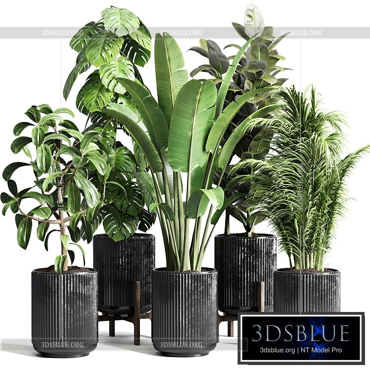 Collection indoor plant 110 pot plant ravenala ficus rubbery monstera palm concrete dirt vase 3DS Max - thumbnail 3