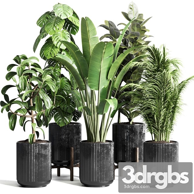 Collection indoor plant 110 pot plant ravenala ficus rubbery monstera palm concrete dirt vase - thumbnail 1