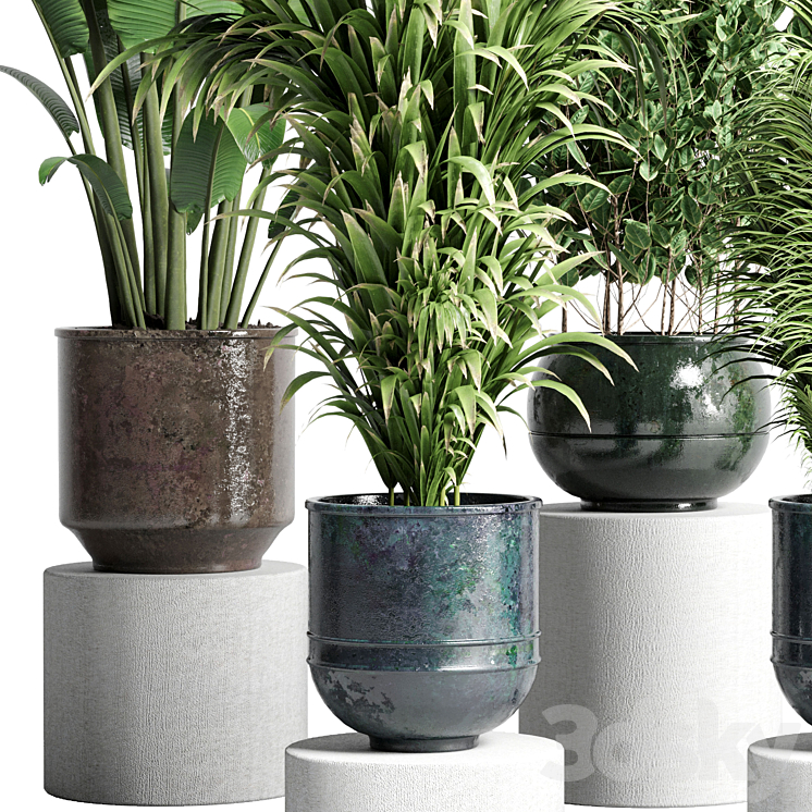 collection Indoor plant 115 metal dirt old vase handmade pot plant ravenala ficus rubbery palm 3DS Max Model - thumbnail 2