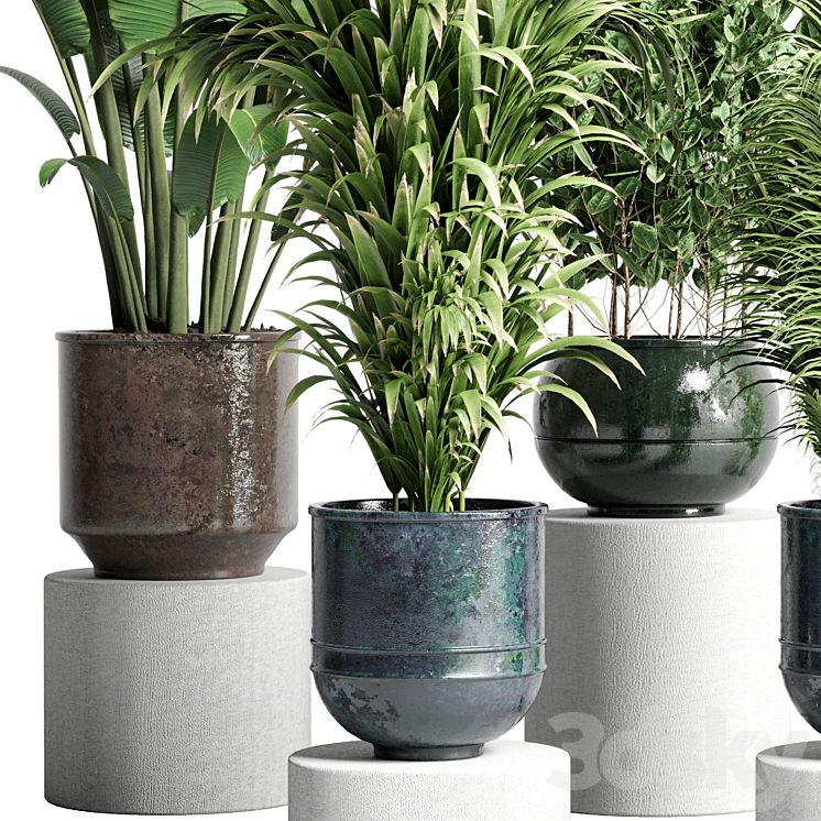 collection Indoor plant 115 metal dirt old vase handmade pot plant ravenala ficus rubbery palm 3DS Max - thumbnail 2