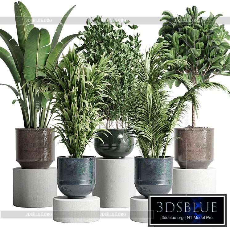 collection Indoor plant 115 metal dirt old vase handmade pot plant ravenala ficus rubbery palm 3DS Max - thumbnail 3