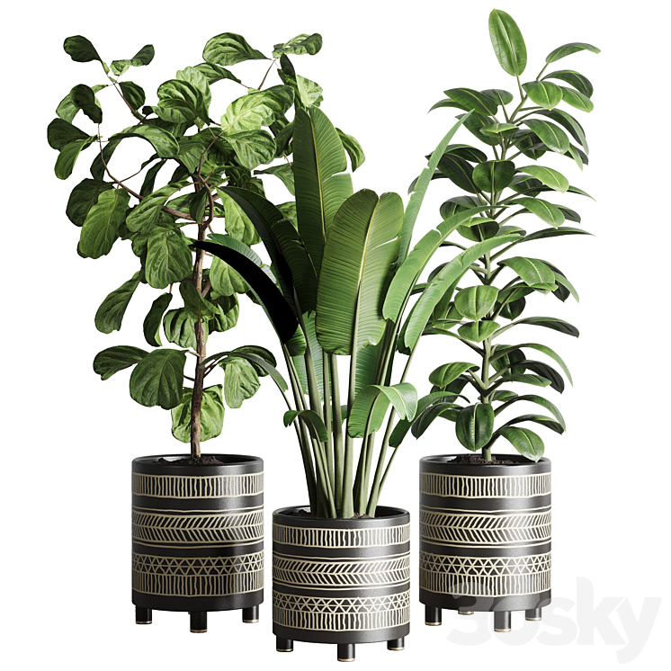 collection Indoor plant 119 plant ravenala ficus rubbery ficus lyrata 3DS Max Model - thumbnail 3