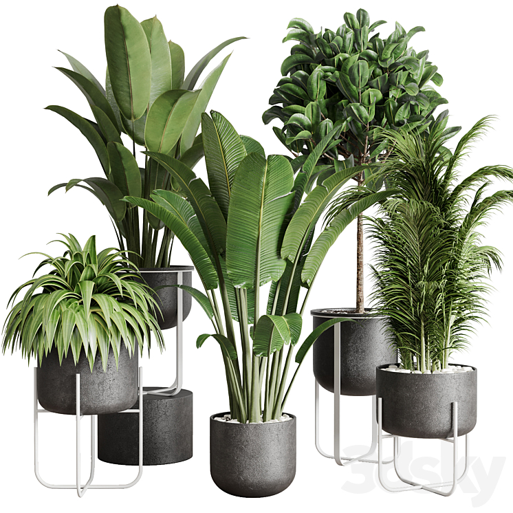 Collection indoor plant 143 plant ravenala ficus rubbery palm stand vase concrete 3DS Max Model - thumbnail 1