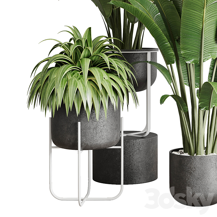 Collection indoor plant 143 plant ravenala ficus rubbery palm stand vase concrete 3DS Max Model - thumbnail 2