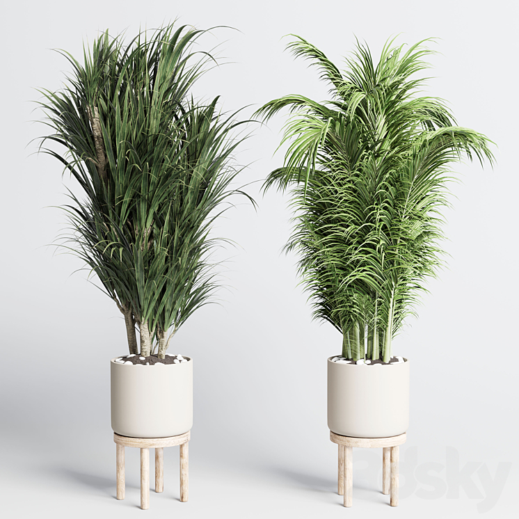 collection indoor plant 155 pot palm ravenala ficus rubbery-lyrata wooden vase 3DS Max Model - thumbnail 2