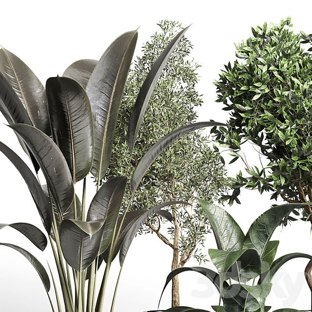 Collection indoor plant 156 pot plant ficus rubbery palm concrete dirt vase 3DS Max Model - thumbnail 2