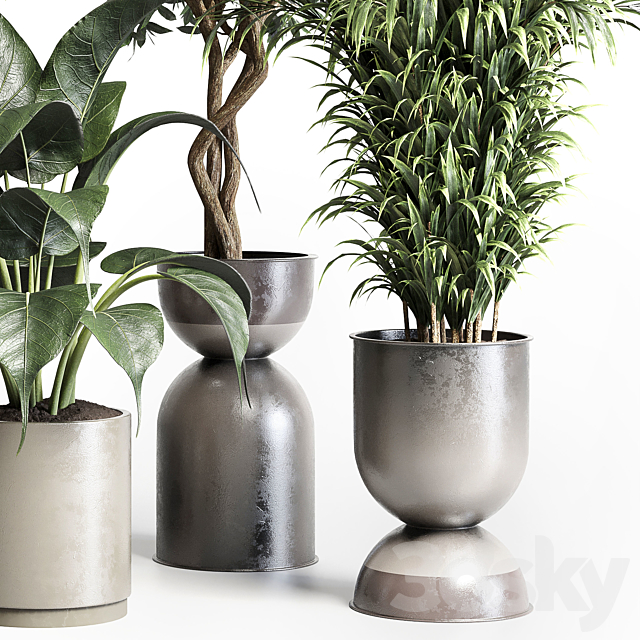 Collection indoor plant 156 pot plant ficus rubbery palm concrete dirt vase 3DS Max Model - thumbnail 4