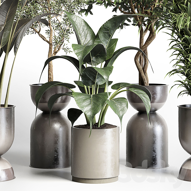 Collection indoor plant 156 pot plant ficus rubbery palm concrete dirt vase 3DS Max Model - thumbnail 5