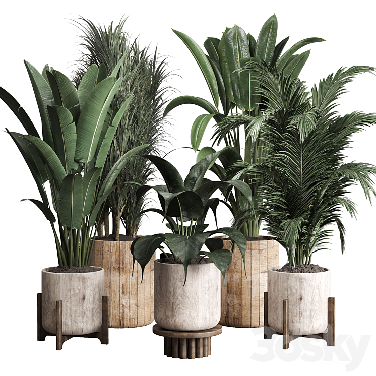 Collection indoor plant 174 pot plant ficus rubbery palm ravenala wooden vase 3DS Max Model - thumbnail 1