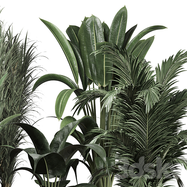 Collection indoor plant 174 pot plant ficus rubbery palm ravenala wooden vase 3DS Max Model - thumbnail 3