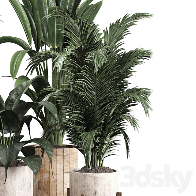 Collection indoor plant 174 pot plant ficus rubbery palm ravenala wooden vase 3DS Max Model - thumbnail 4