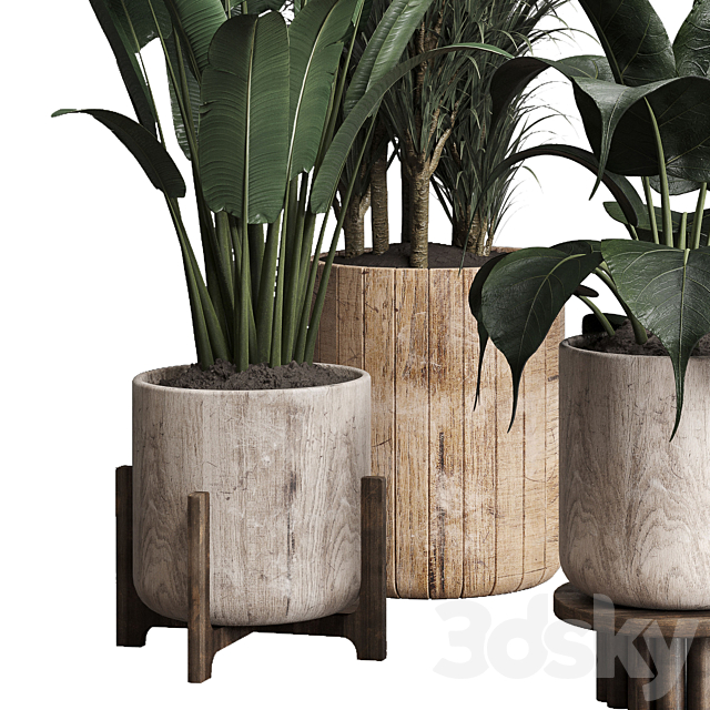 Collection indoor plant 174 pot plant ficus rubbery palm ravenala wooden vase 3DS Max Model - thumbnail 5