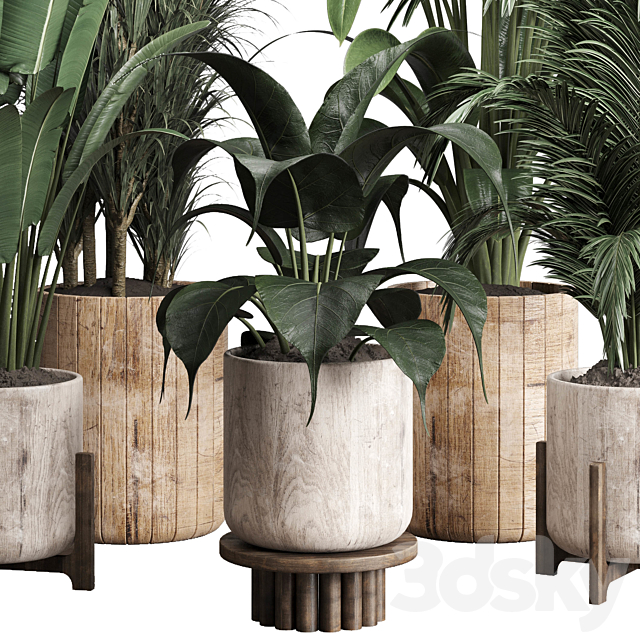 Collection indoor plant 174 pot plant ficus rubbery palm ravenala wooden vase 3DS Max Model - thumbnail 6