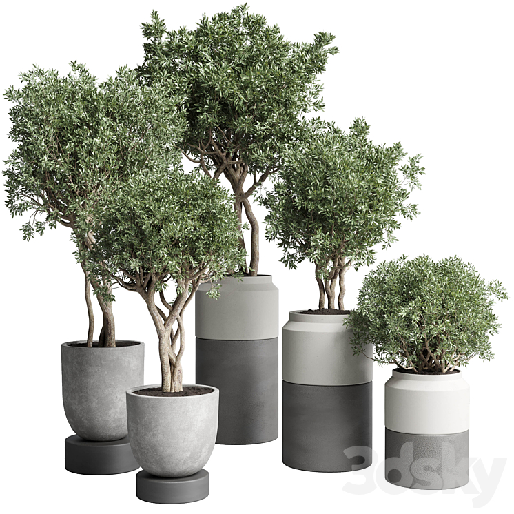 Collection Indoor plant 189 concrete dirt vase pot Tree 3DS Max Model - thumbnail 1